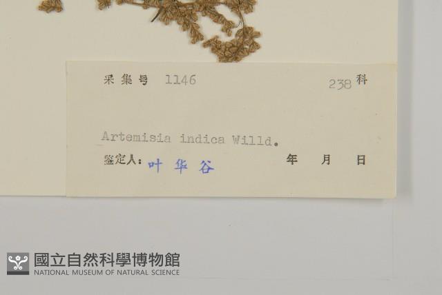 艾、五月艾藏品圖，第3張