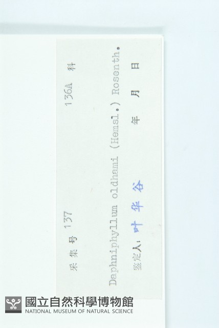 俄氏虎皮楠、蘭嶼虎皮楠、虎皮楠藏品圖，第3張