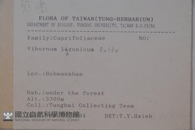 呂宋莢迷藏品圖，第2張