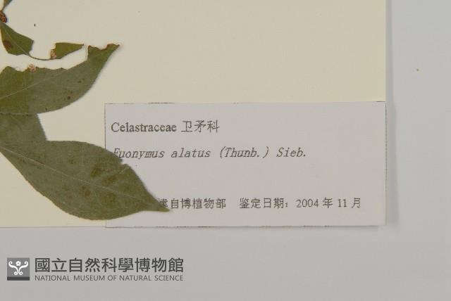 衛矛藏品圖，第3張