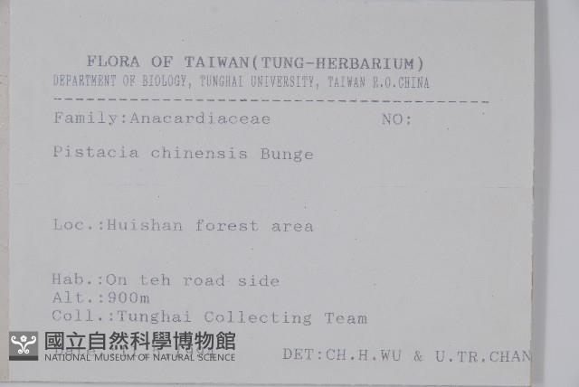 黃連木、爛心木藏品圖，第2張