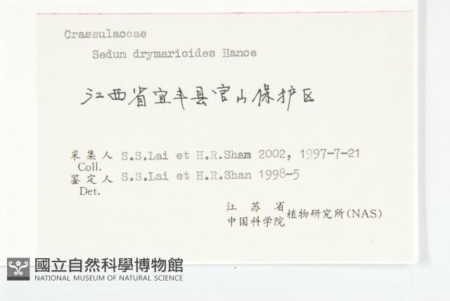 大葉火焰草藏品圖，第3張