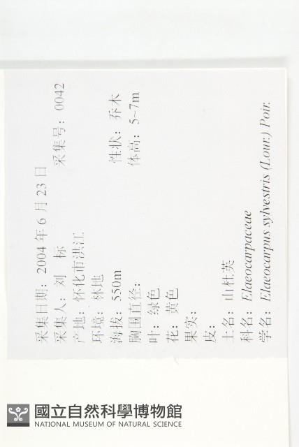 杜英、山杜英、蘭嶼杜英藏品圖，第2張