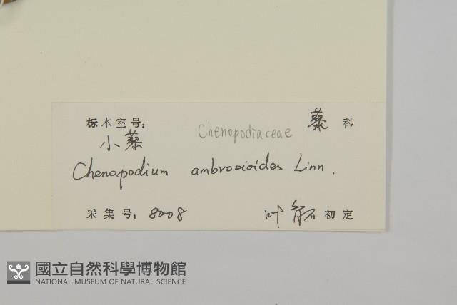 臭杏、土荊芥藏品圖，第3張