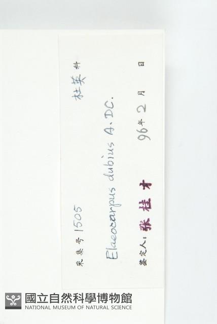 顯脈杜英藏品圖，第3張