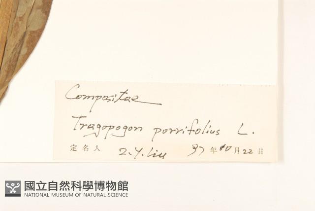 蒜葉婆羅門參藏品圖，第3張