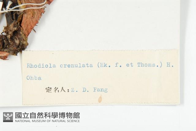 大花紅景天藏品圖，第3張