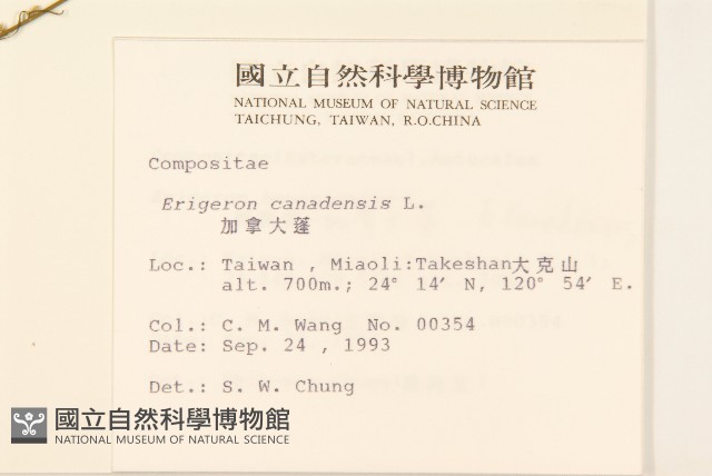 加拿大蓬藏品圖，第2張