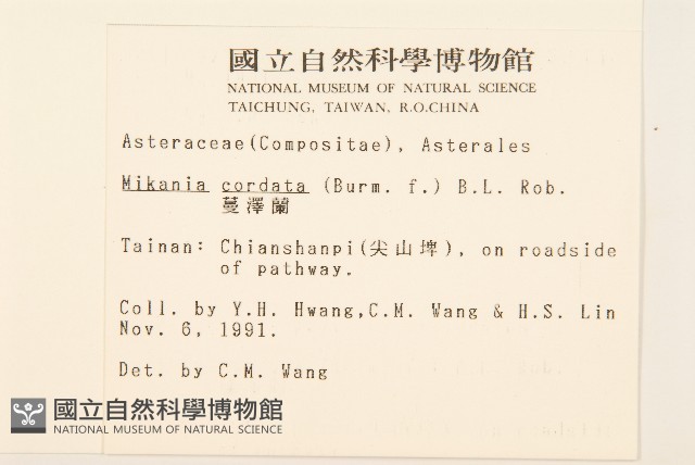 蔓澤蘭藏品圖，第2張
