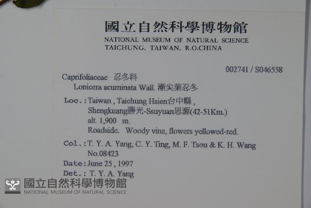 阿里山忍冬、漸尖葉忍冬藏品圖，第5張