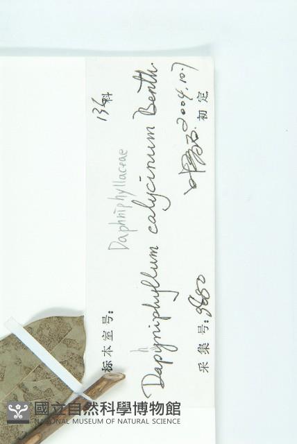 牛耳楓藏品圖，第3張