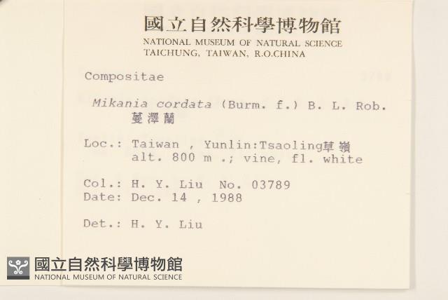 蔓澤蘭藏品圖，第2張