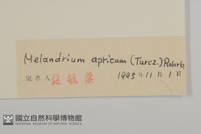 桃色女婁菜藏品圖，第3張