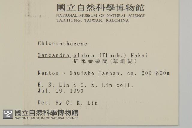 草珊瑚、紅果金粟蘭藏品圖，第2張