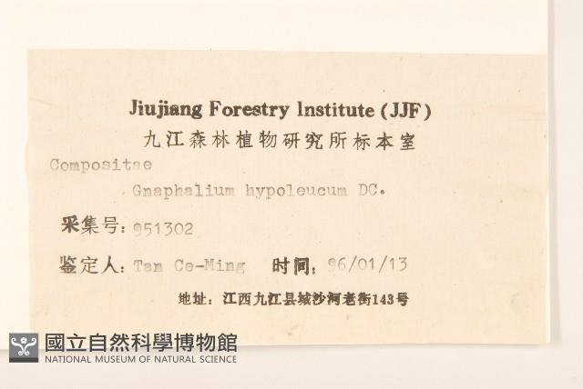 秋鼠麴草藏品圖，第3張