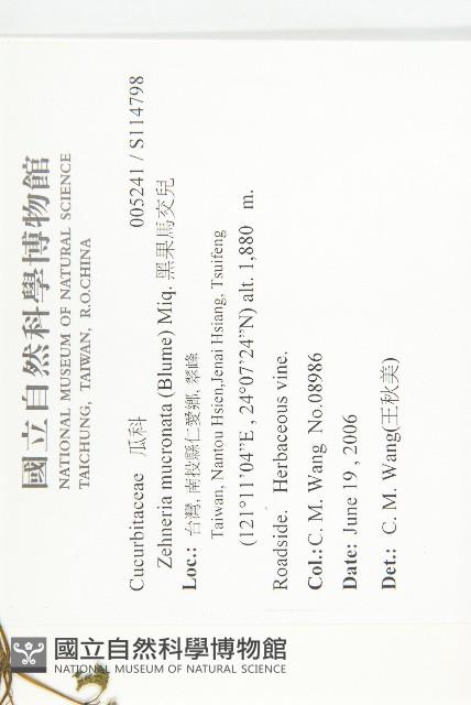 黑果馬交兒藏品圖，第2張