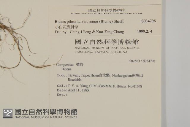 小白花鬼針藏品圖，第2張