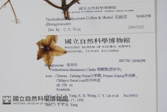 假酸漿藏品圖，第2張