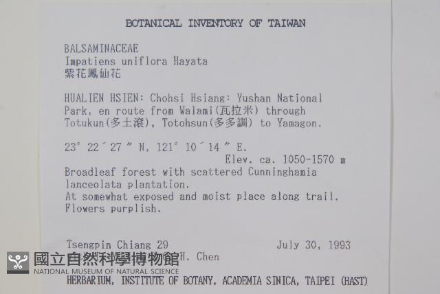 紫花鳳仙花藏品圖，第2張