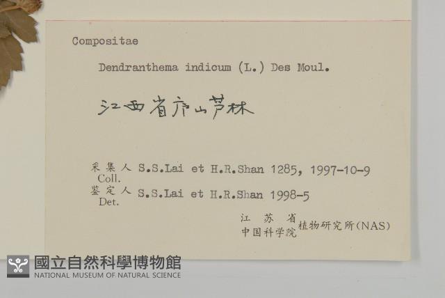 油菊、野菊藏品圖，第3張