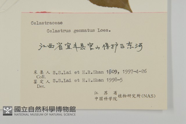 哥蘭葉藏品圖，第3張