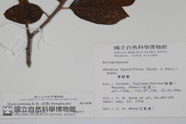 厚殼樹藏品圖，第2張