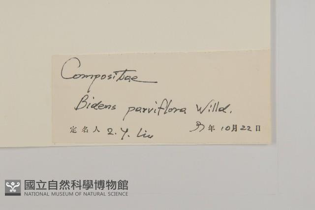 小花鬼針草藏品圖，第3張