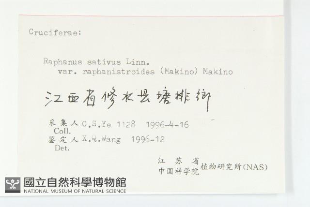 濱萊菔藏品圖，第3張