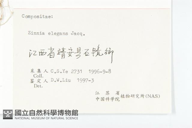 百日菊藏品圖，第3張