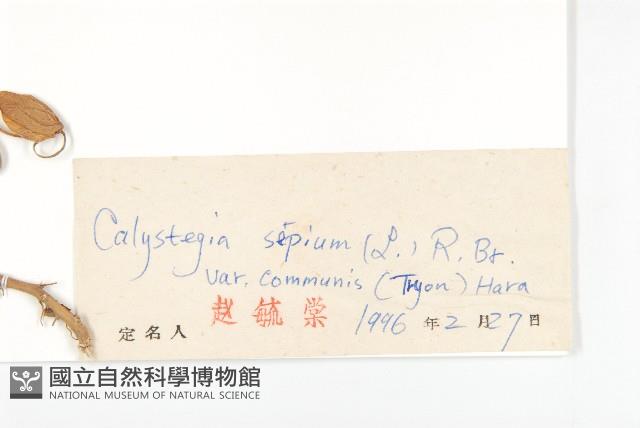 Accession Number:S027198 Collection Image, Figure 3, Total 3 Figures