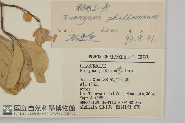 栓翅衛矛藏品圖，第3張