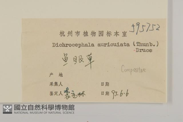 魚眼菊藏品圖，第3張