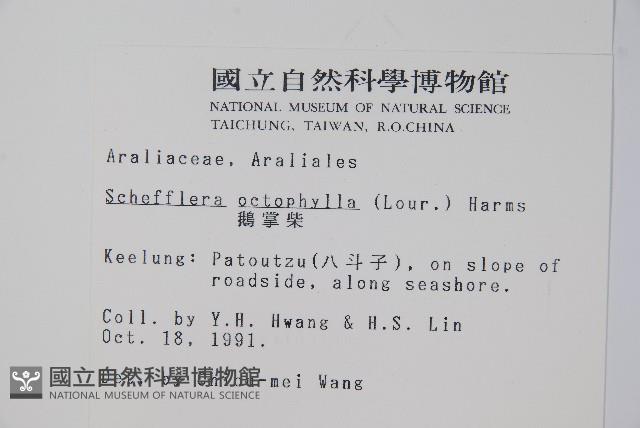 鵝掌柴、江某、鴨腳樹藏品圖，第2張