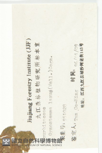 光葉絞股藍藏品圖，第3張