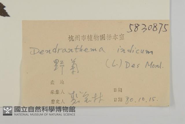 油菊、野菊藏品圖，第3張