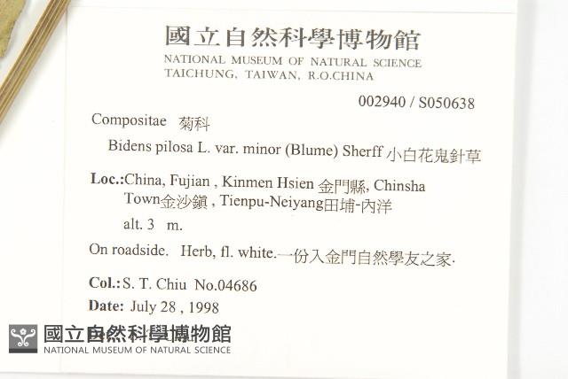 小白花鬼針藏品圖，第5張