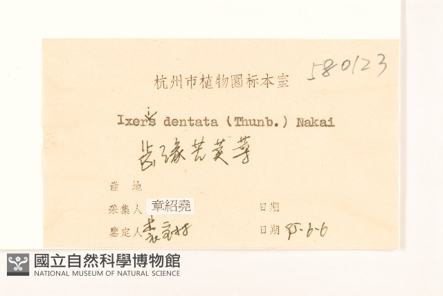 齒緣苦實藏品圖，第3張