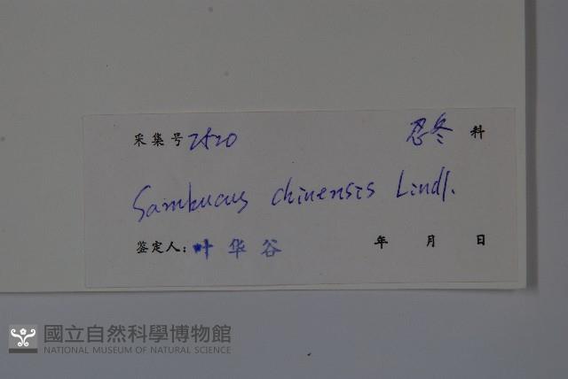 冇骨消藏品圖，第2張