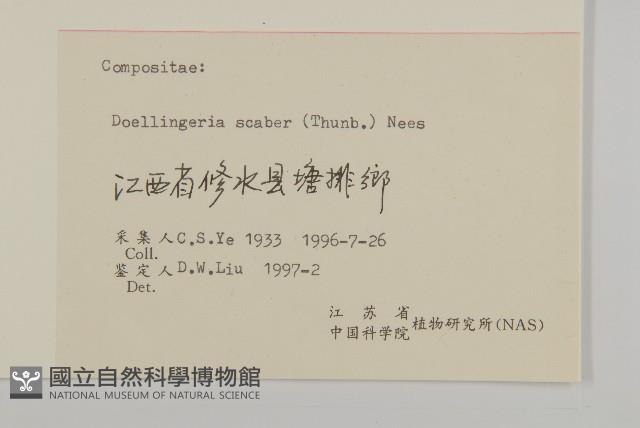 東風菜藏品圖，第3張