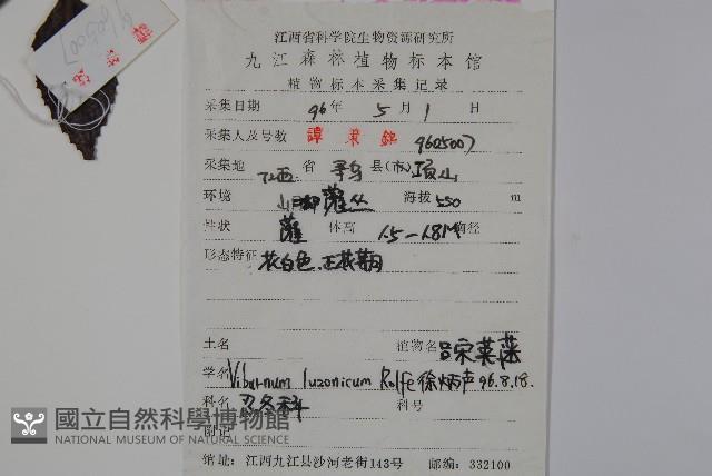 呂宋莢迷藏品圖，第2張