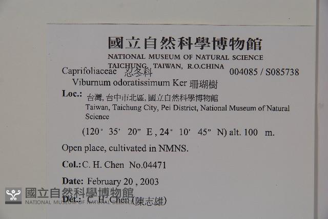 珊瑚樹藏品圖，第2張