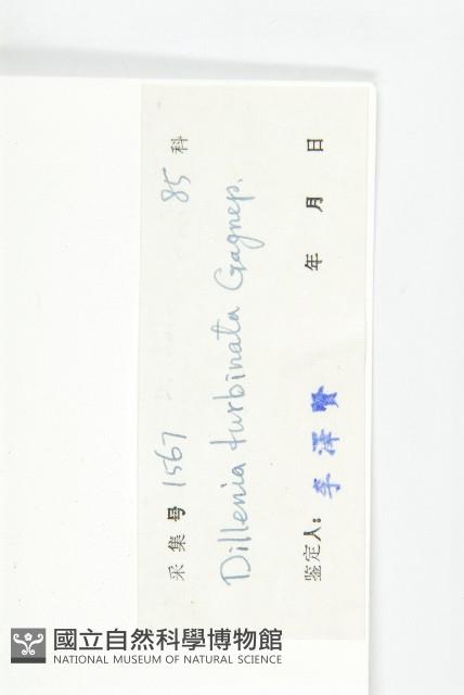 大花五椏果藏品圖，第3張