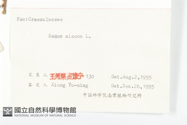 費菜藏品圖，第3張