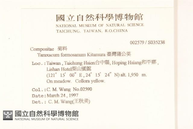 臺灣蒲公英藏品圖，第2張