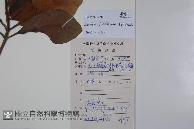 珊瑚樹藏品圖，第2張
