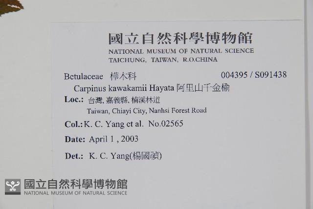 阿里山千金榆藏品圖，第2張