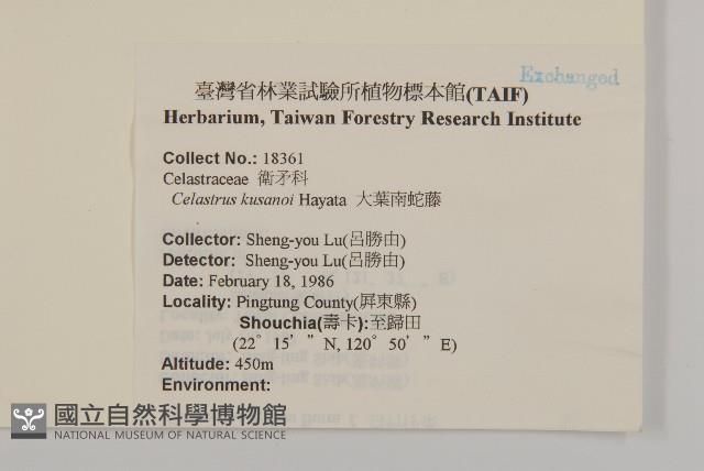 大葉南蛇藤藏品圖，第2張