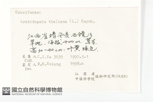 鼠耳芥藏品圖，第3張