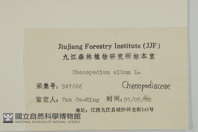 藜、灰藜藏品圖，第3張