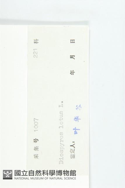 Date Plum Collection Image, Figure 3, Total 3 Figures